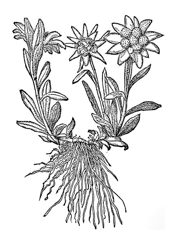 Leontopodium alpinum