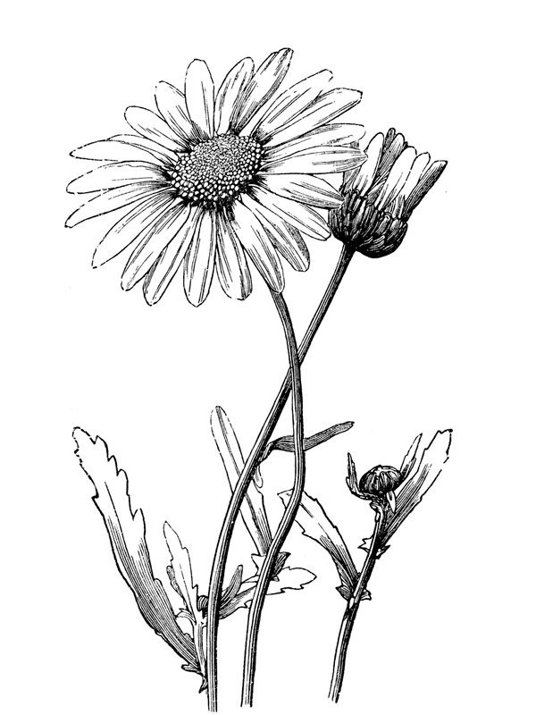 Leucanthemum vulgare