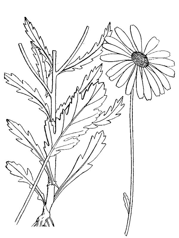 Leucanthemum vulgare