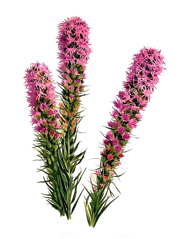 Liatris pycnostachya