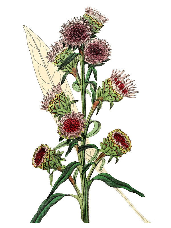 Liatris scariosa