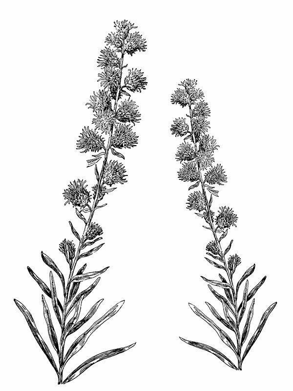 Liatris scariosa