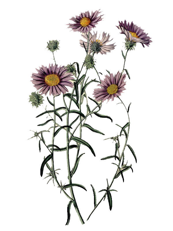 Machaeranthera canescens