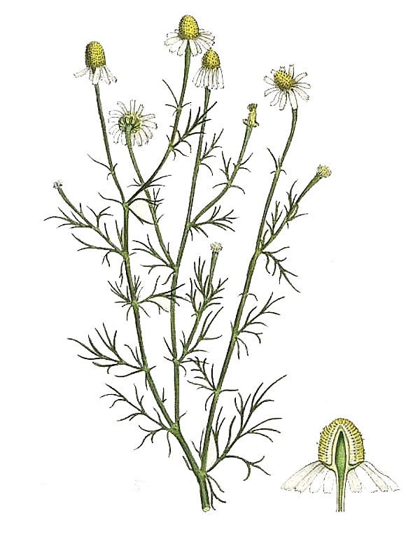 Matricaria chamomilla