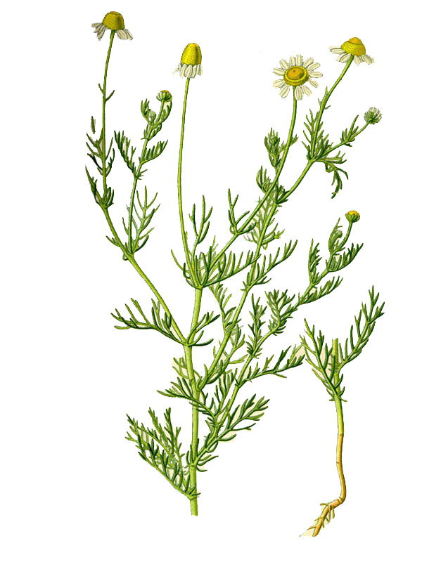 Matricaria chamomilla