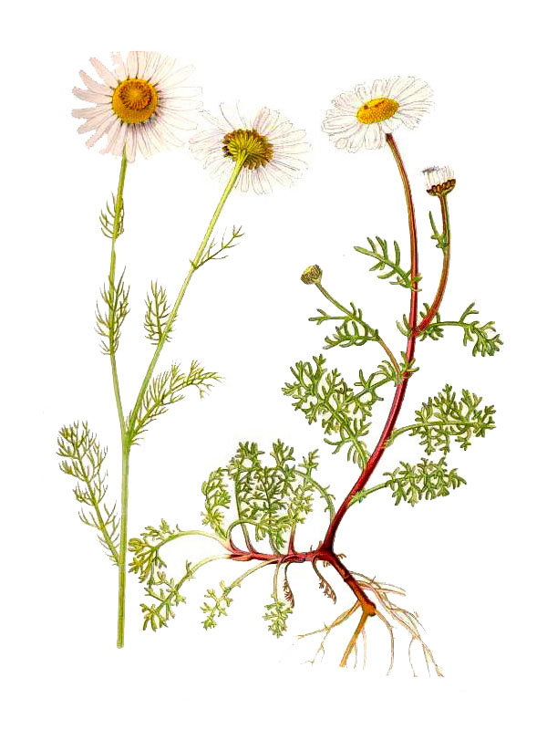 Matricaria inodora