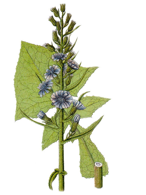 Mulgedium alpinum