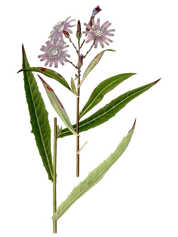 Mulgedium sibiricum