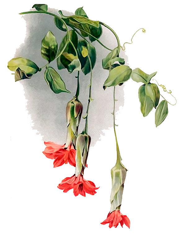 Multisia clematis