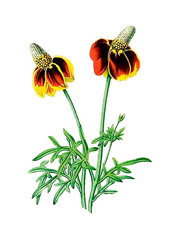 Obeliscaria pulcherrima