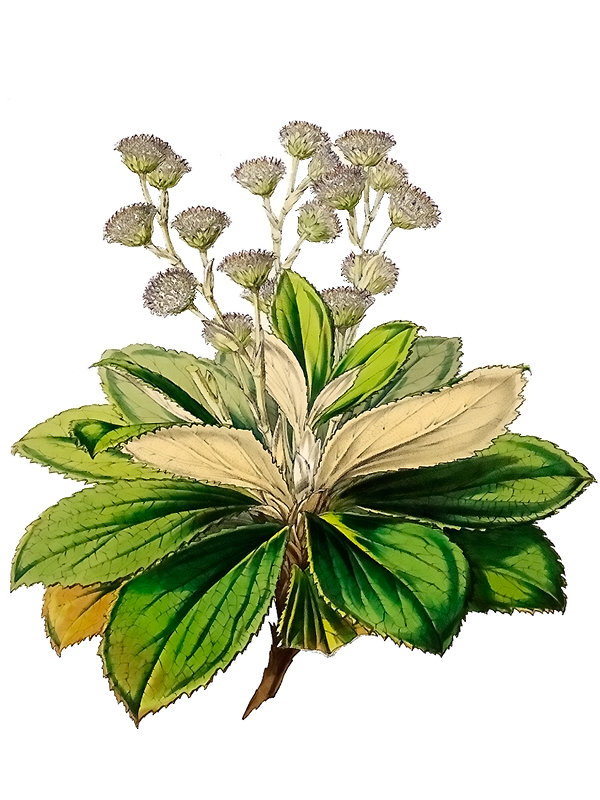 Olearia colensoi