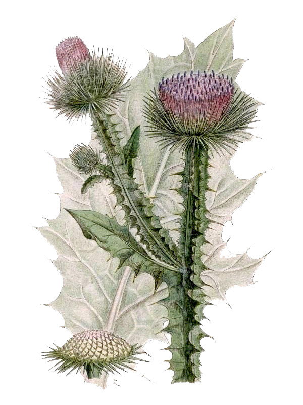 Onopordon acanthicum