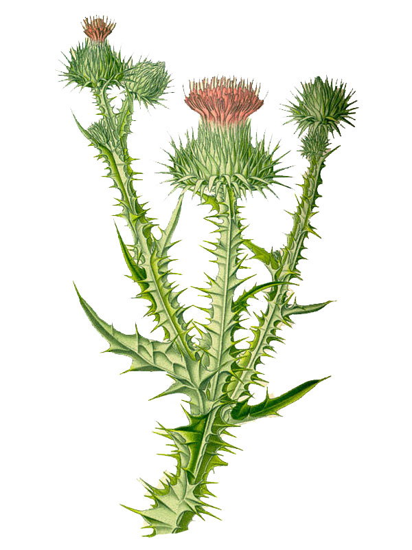 Onopordon acanthicum