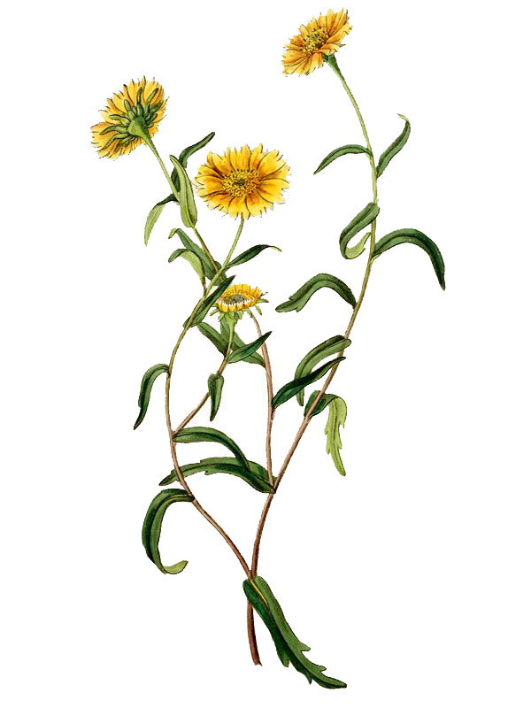 Oxyura chrysanthemoides