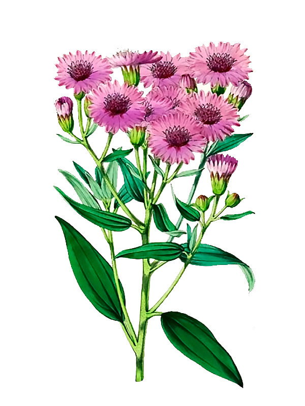 Palafoxia hookeriana