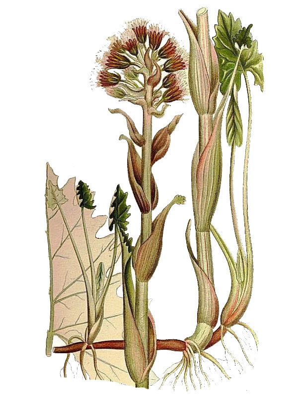 Petasites frigidus