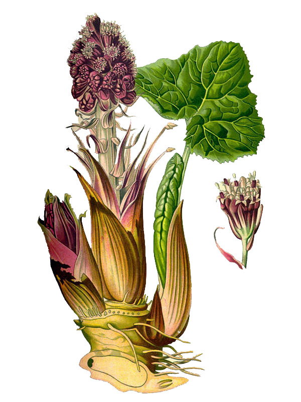 Petasites hybridus