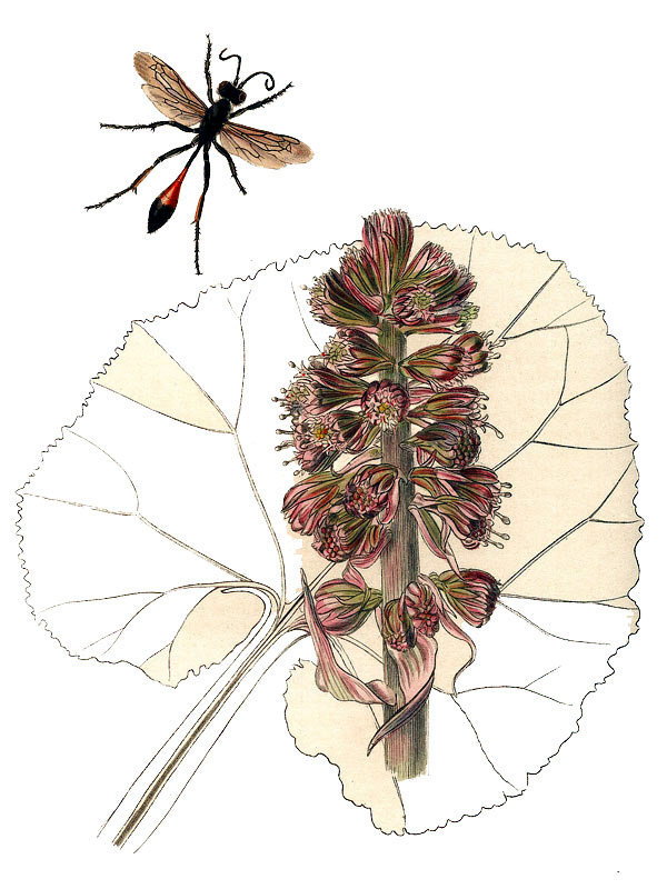 Petasites hybridus