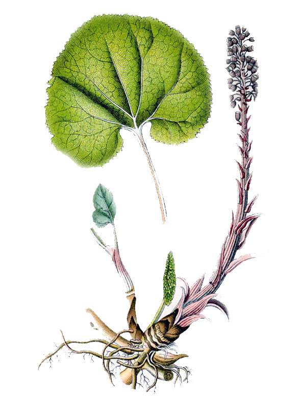 Petasites officinalis