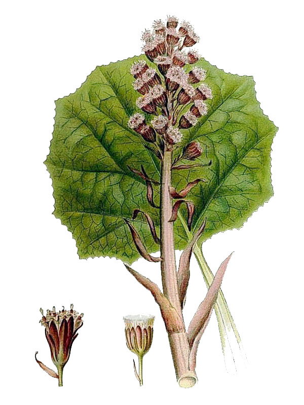 Petasites ovatus
