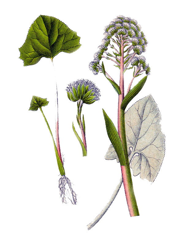 Petasites tomentosus