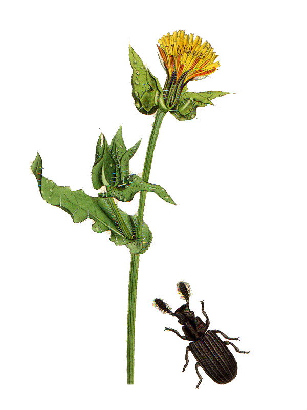 Picris echioides