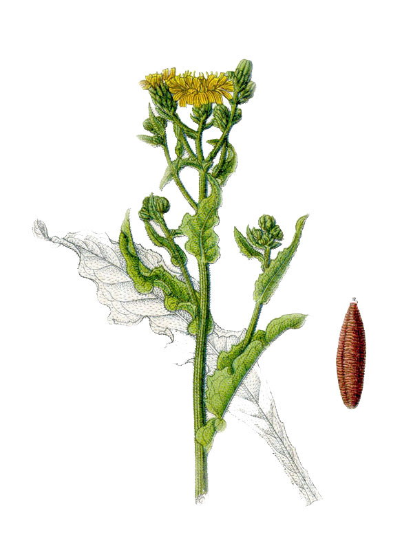 Picris hieracioides