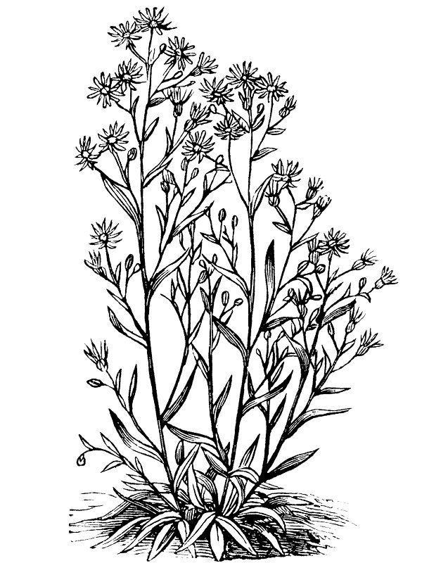 Podolepis gracilis