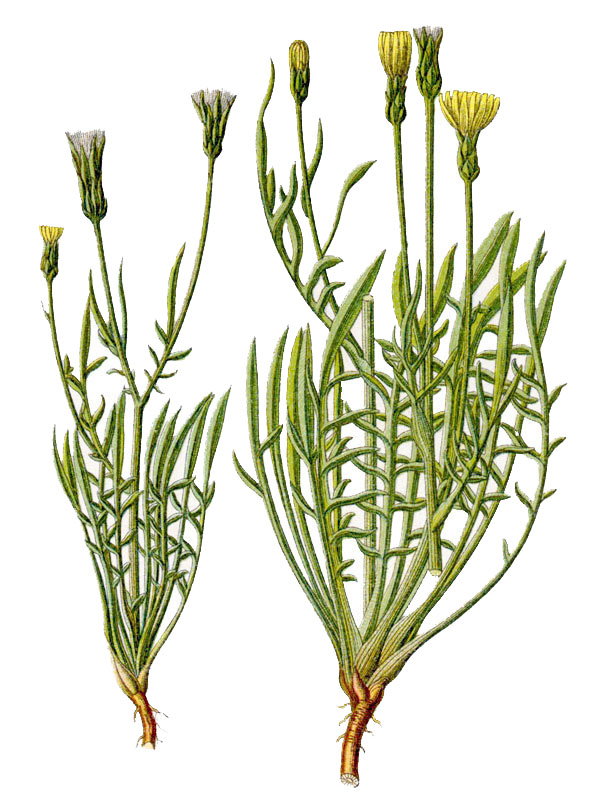 Podospermum laciniatum