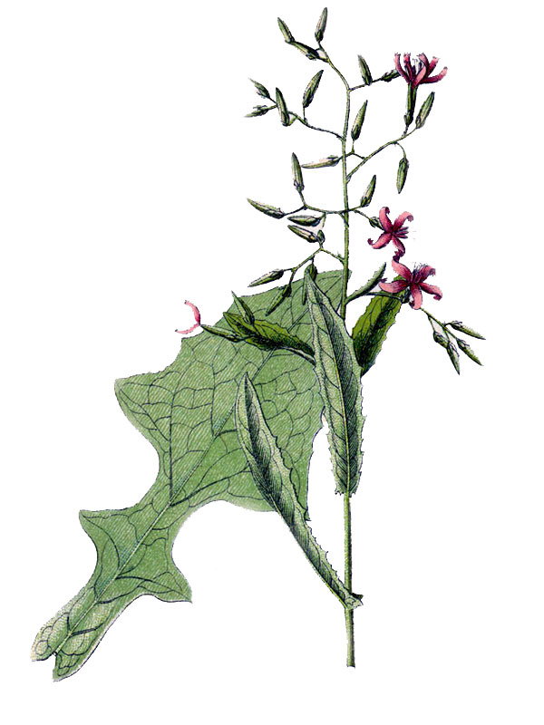 Prenanthes purpurea