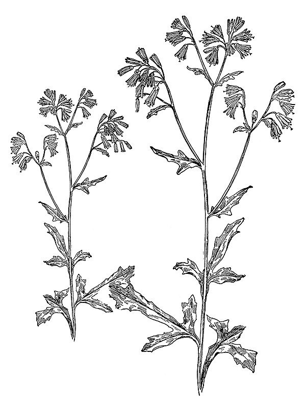 Prenathes serpentaria
