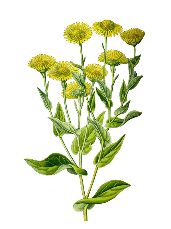 Pulicaria dysenterica