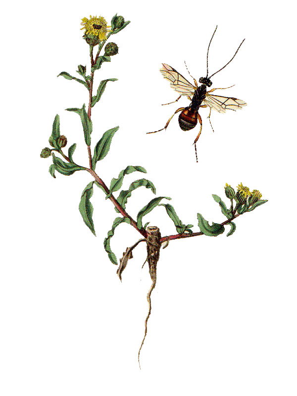 Pulicaria vulgaris