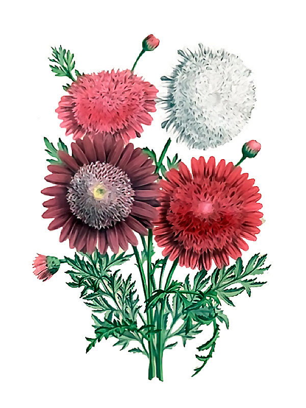 Pyrethrum roseum