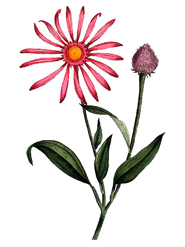 Rudbeckia purpurea