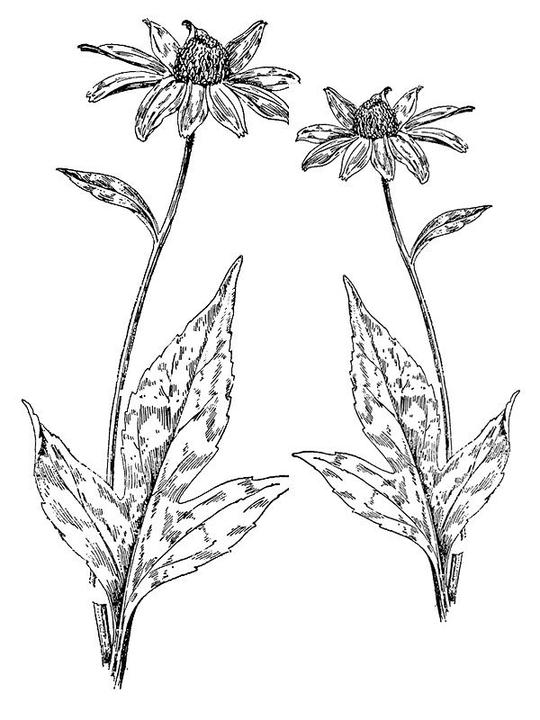 Rudbeckia triloba