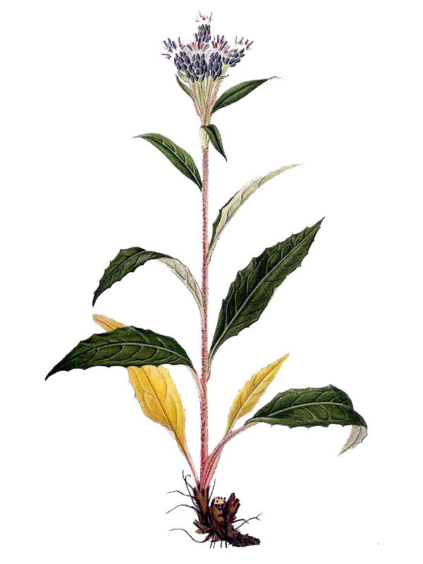 Saussurea alpina