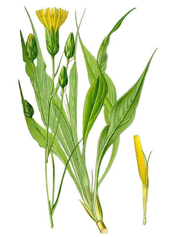 Scorzonera hispanica