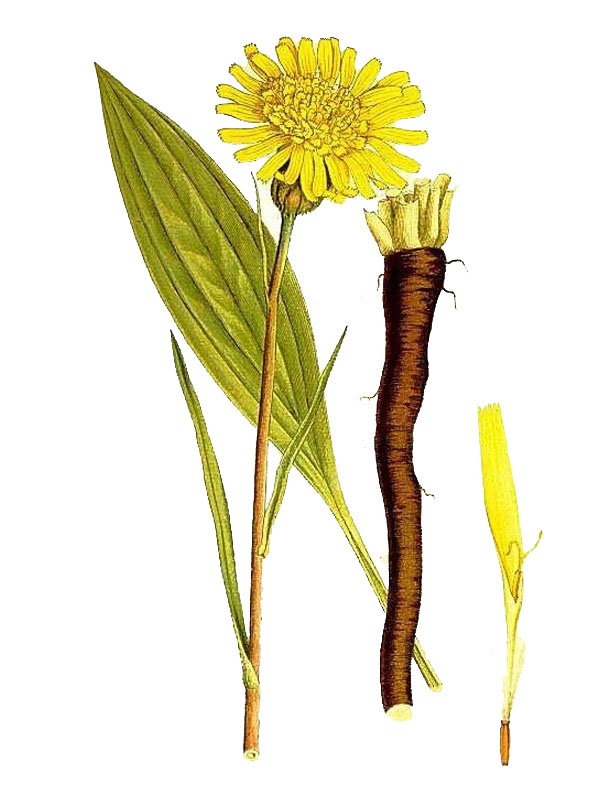 Scorzonera humilis