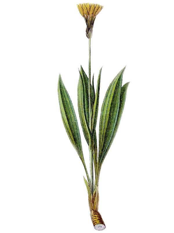 Scorzonera humilis