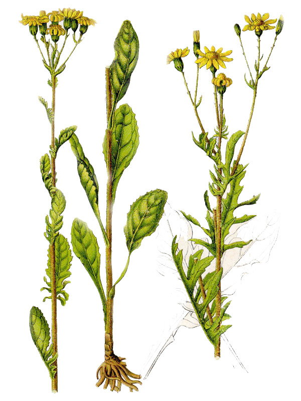 Senecio aquaticus