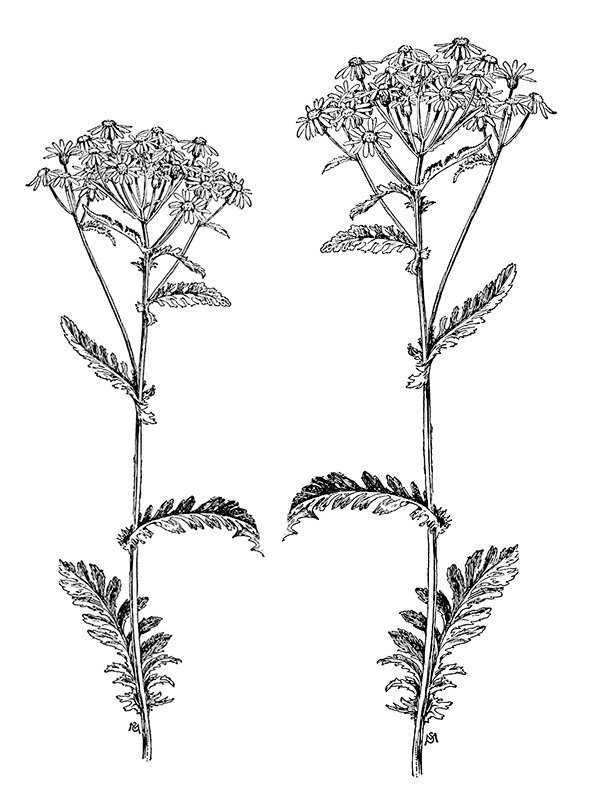 Senecio aureus
