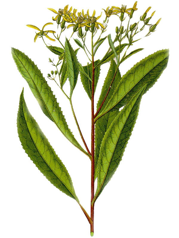 Senecio fuchsii