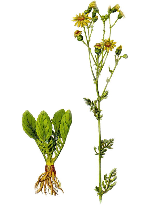 Senecio jacobaea