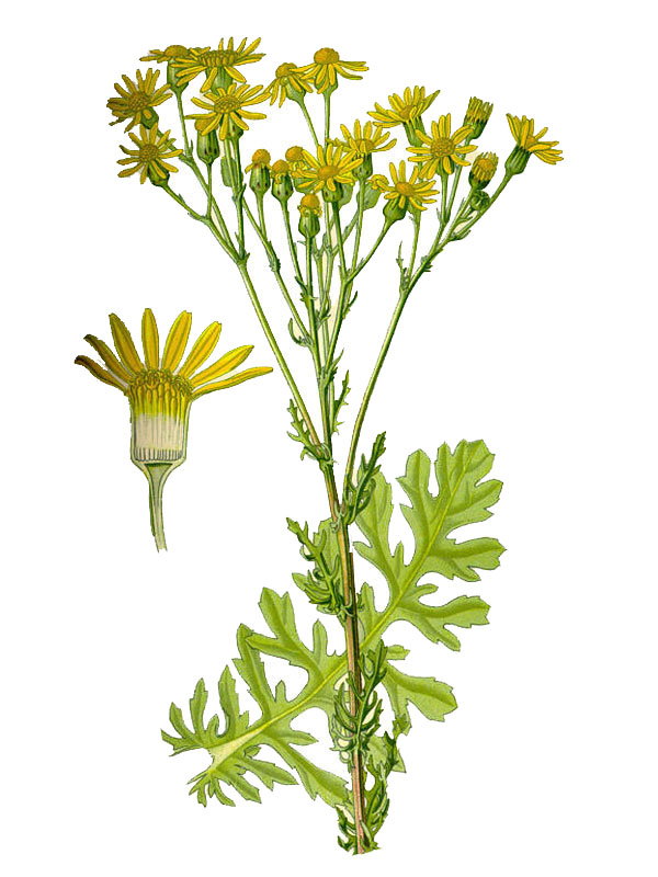 Senecio jacobaea