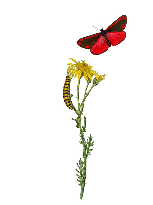 Senecio jacobaea