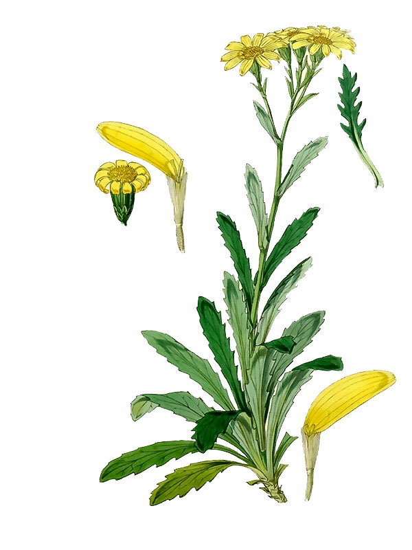 Senecio leptocarpus