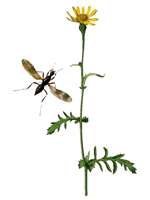 Senecio squalidus