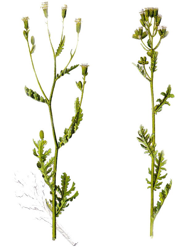 Senecio viscosus