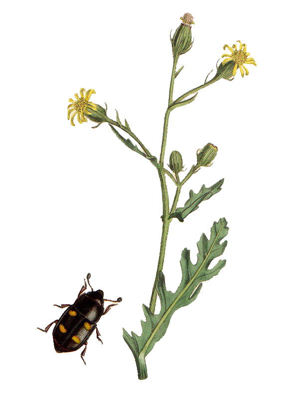 Senecio viscosus
